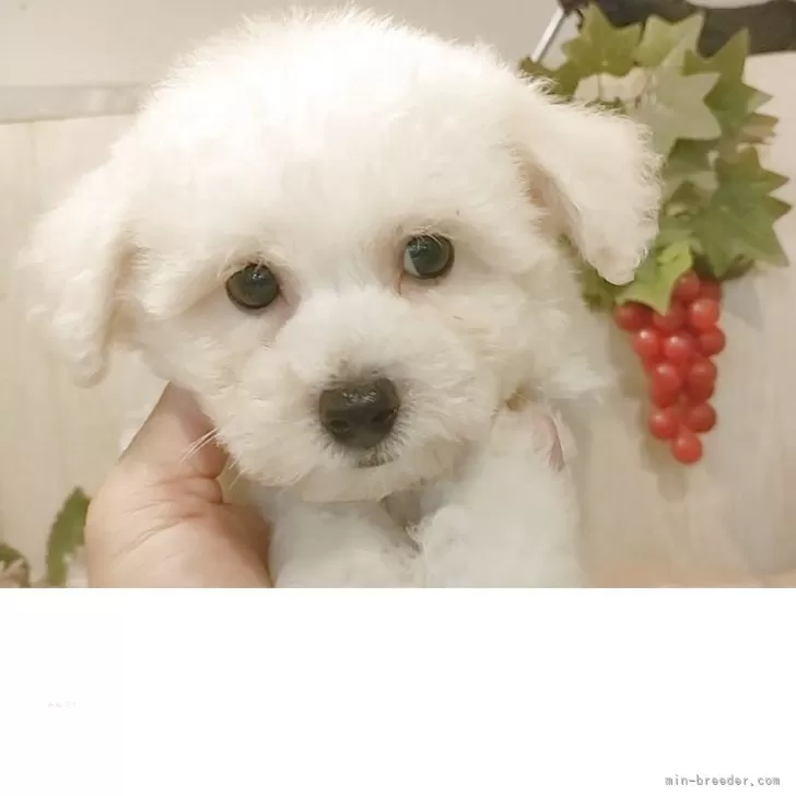ID:2508-01610の子犬