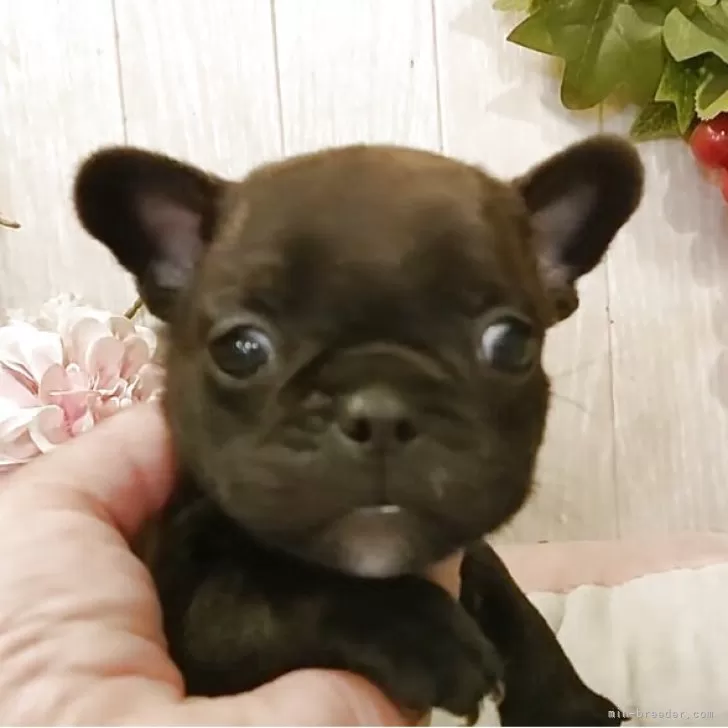 ID:2504-07745の子犬