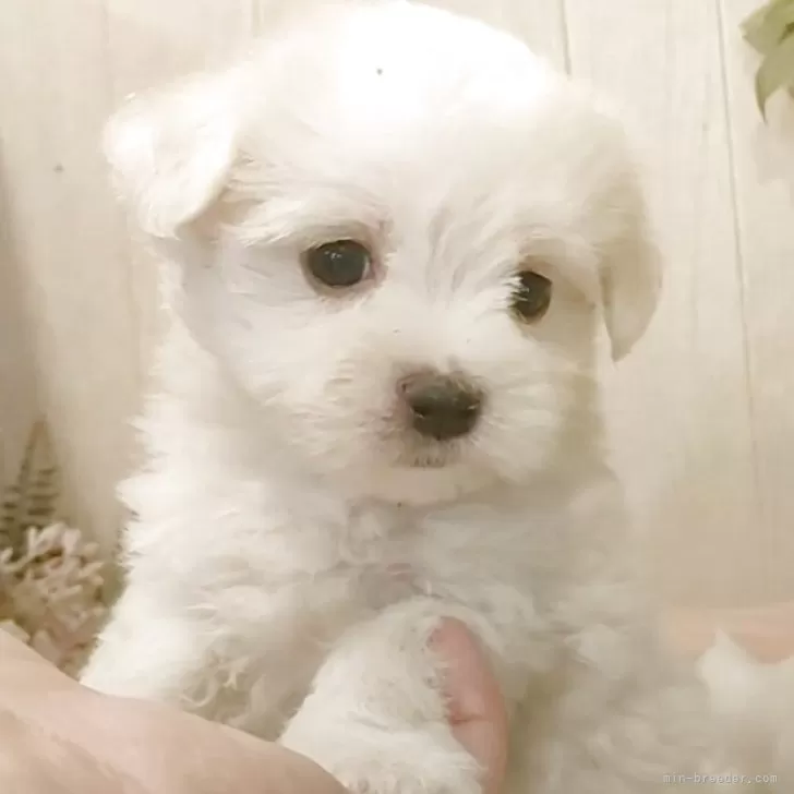 ID：2507-07997の子犬