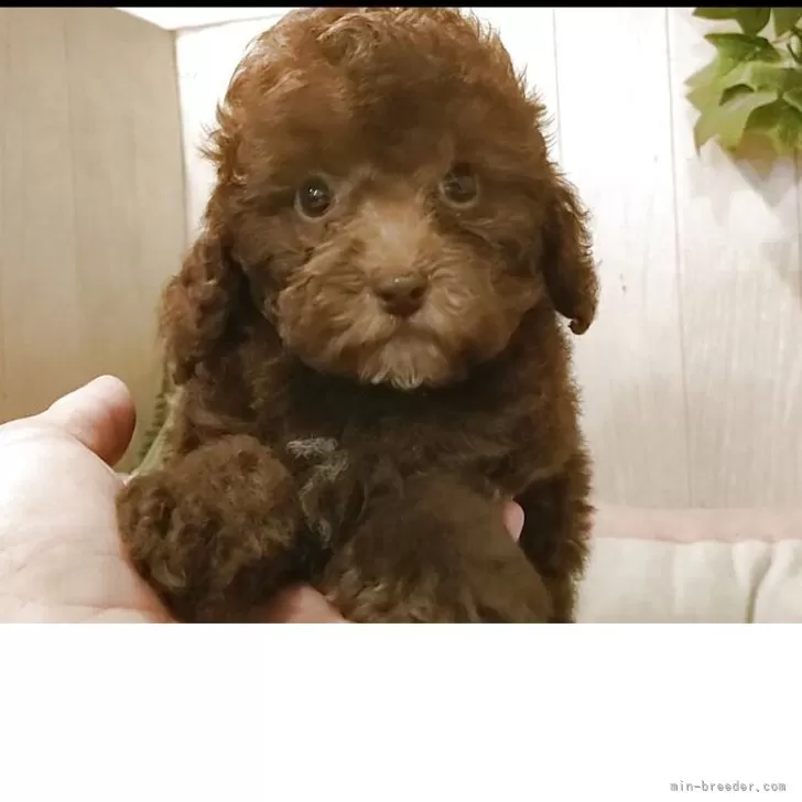 C.N 様のお迎えした子犬