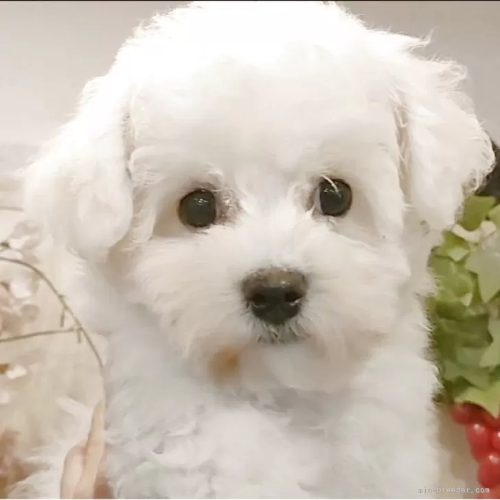ID:2502-03289の子犬