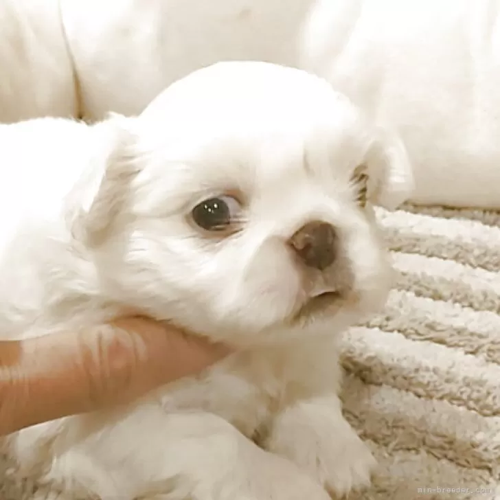 みかん 様のお迎えした子犬