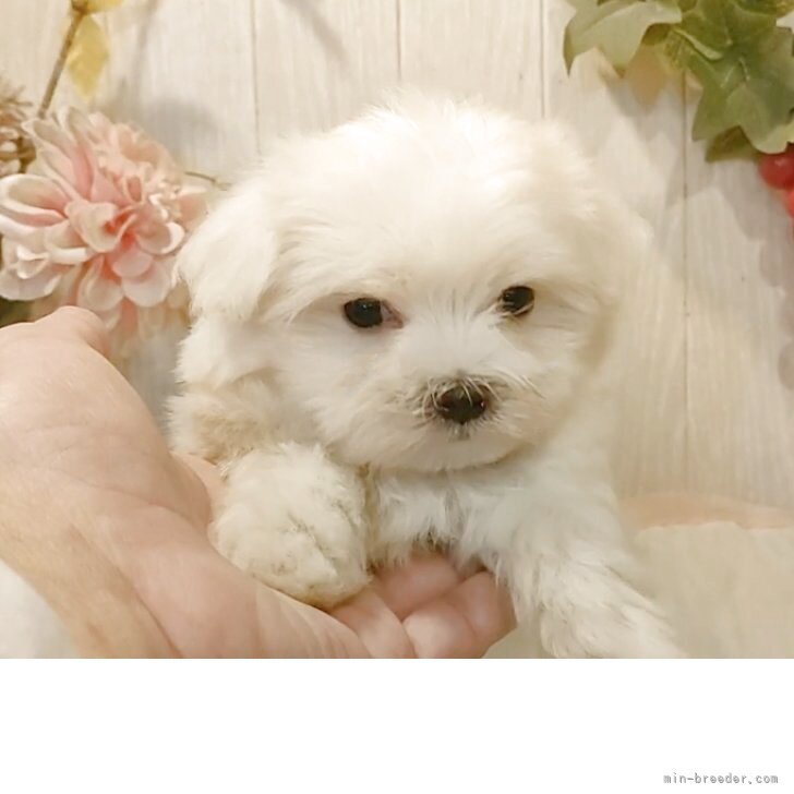 ブリーダー画像