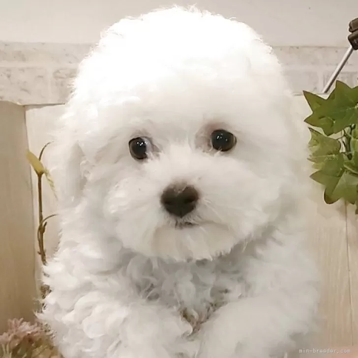 ID:2503-03186の子犬