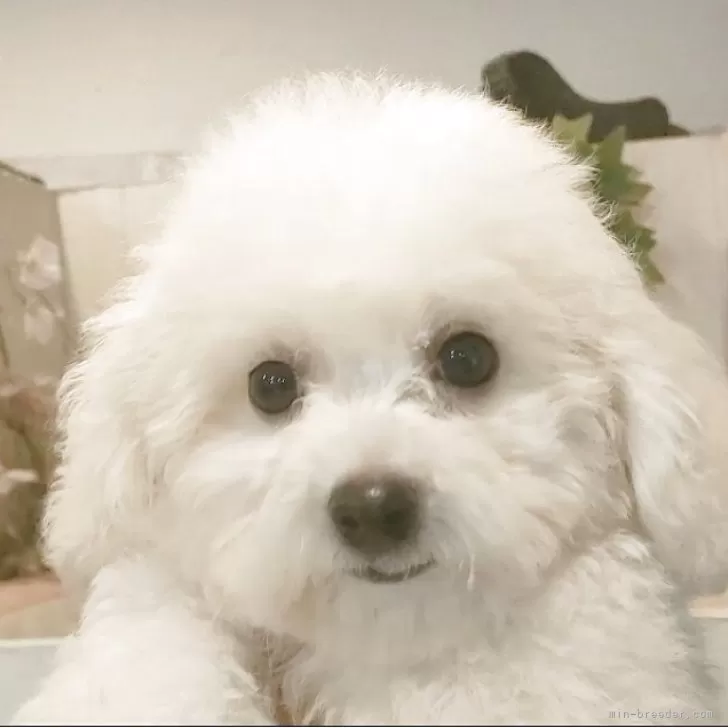 Y.N 様のお迎えした子犬