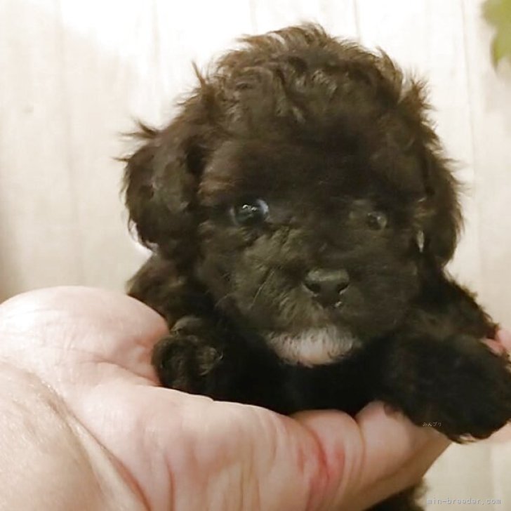 ブリーダー画像