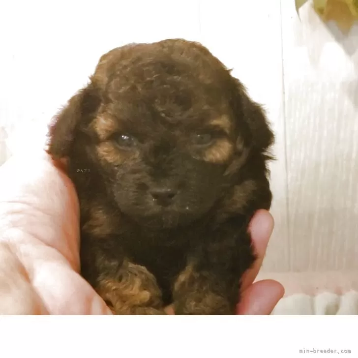 cityriver_a 様のお迎えした子犬