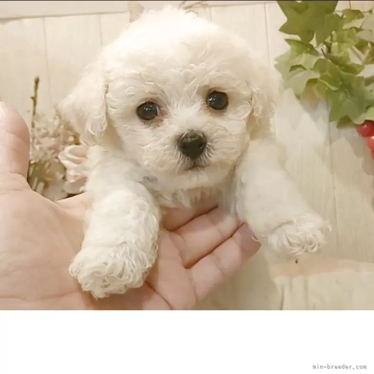 ID：2510-04422の子犬