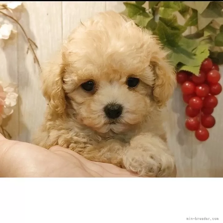 K.M 様のお迎えした子犬