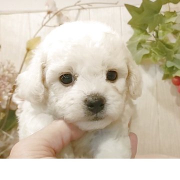 ビションフリーゼ【愛知県・男の子・2025年8月4日・ホワイト】の写真「父KOR.INTCH系JKCCH 母両親CHの子」