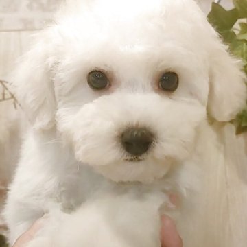 ビションフリーゼ【愛知県・男の子・2025年1月4日・ホワイト.】の写真「父韓国系JKCチャンピオン」