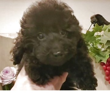 トイプードル(ティーカップ)【愛知県・男の子・2025年7月24日・ブラック】の写真「ブラックの男の子」