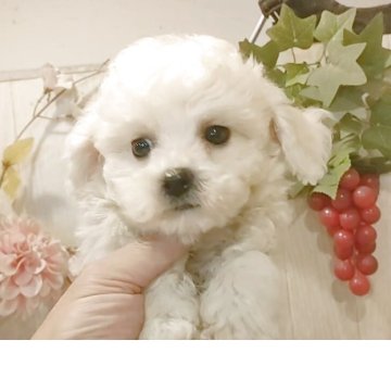 ビションフリーゼ【愛知県・男の子・2025年8月22日・ホワイト】の写真「父KOR.INTCH系JKCCH 母ジュミズ直子」