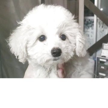 ビションフリーゼ【愛知県・男の子・2025年7月26日・ホワイト】の写真「父KOR.INTCH系JKCCH 母JKCCH直子」