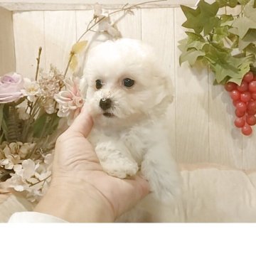 ビションプー(ビションフリーゼ×トイプードル)【愛知県・男の子・2025年8月25日・クリーム.】の写真「父3.5kgチャンピオン直子母2.7kgプードル」