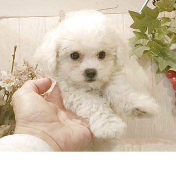 ビションフリーゼ【愛知県・男の子・2025年8月22日・ホワイト】の写真「父KOR.INTCH系JKCCH 母ジュミズ直子」