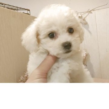 ビションフリーゼ【愛知県・女の子・2025年8月22日・ホワイト】の写真「父KOR.INTCH系JKCCH 母ジュミズ直子」