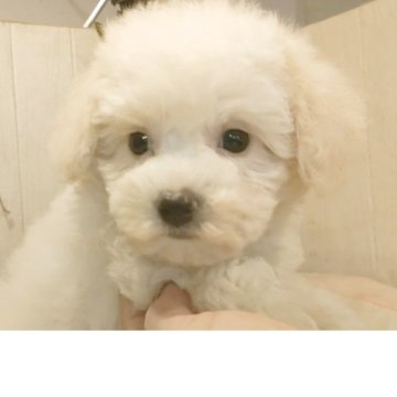 ビションフリーゼ【愛知県・女の子・2025年9月10日・ホワイト.】の写真「父KOR.INTCH系JKCCH 母JKCCH直子」