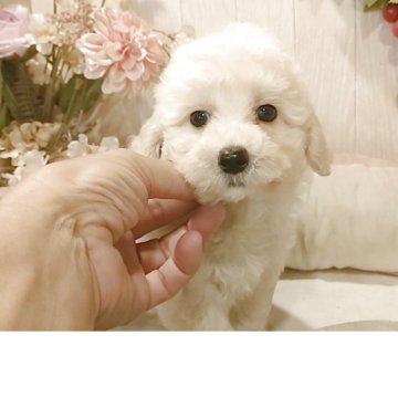 ビションプー(ビションフリーゼ×トイプードル)【愛知県・男の子・2025年8月25日・クリーム.】の写真「父3.5kgチャンピオン直子母2.7kgプードル」