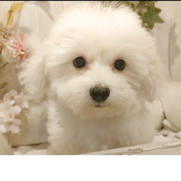 ビションフリーゼ【愛知県・男の子・2025年7月20日・ホワイト】の写真「父KOR.INTCH系JKCCH 母INTCH血統」