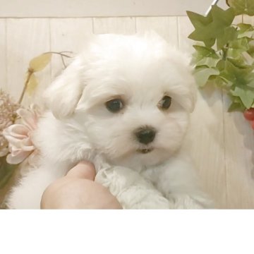 マルチーズ【愛知県・男の子・2025年9月27日・ホワイト】の写真「鼻ぺちゃマルチーズ✨パパインターチャンピオン直子」