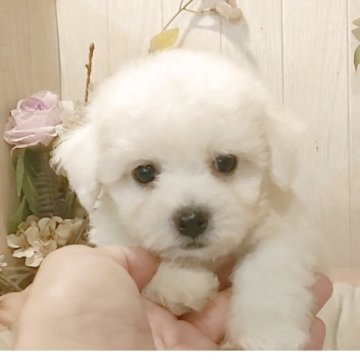 ビションフリーゼ【愛知県・男の子・2025年9月20日・ホワイト】の写真「両親チャンピオン🏆の究極のビション‼️」