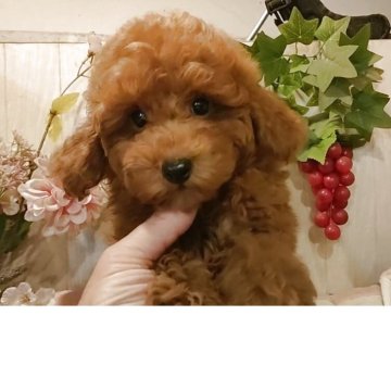 トイプードル(ティーカップ)【愛知県・男の子・2025年8月1日・レッド】の写真「可愛いレッドの男の子」