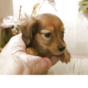 ミニチュアダックスフンド(ロング)【愛知県・男の子・2025年9月20日・シェーデッドイエロー】の写真「お父さんカニンヘンの小さめの男の子」