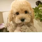 ティーカッププードル