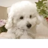 タイニープードル