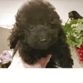 ティーカッププードル