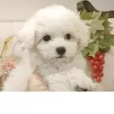 ビションフリーゼ