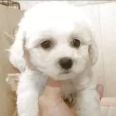 ビションフリーゼ