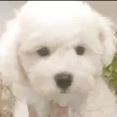 ビションフリーゼ