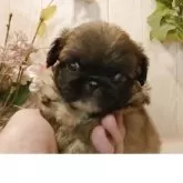 ペキニーズ
