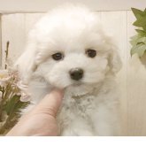 ビションフリーゼ