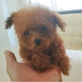 トイプードル(ティーカップ)