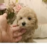 ティーカッププードル