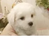 ビションフリーゼ