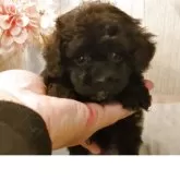 ティーカッププードル