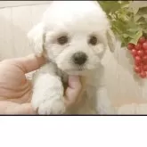 ビションフリーゼ