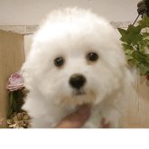 ビションフリーゼ