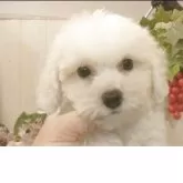 ビションフリーゼ