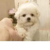 ビションフリーゼ