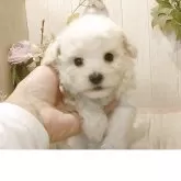 ビションフリーゼ