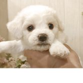 ビションフリーゼ