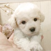 ビションフリーゼ