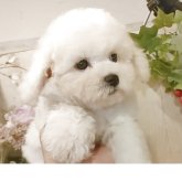 ビションフリーゼ