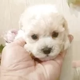 ビションフリーゼ