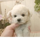 ビションフリーゼ